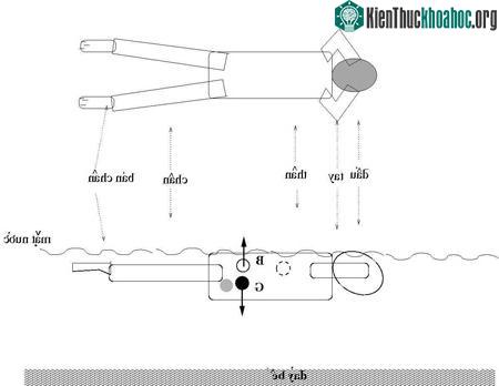 Phương pháp để nổi trên nước lâu không cần cử động ảnh 3