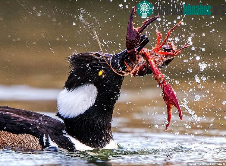 Sau khi bẻ gẫy một càng của tôm đỏ, vịt hoang tiếp tục kẹp chặt chiếc càng còn lại của con mồi.