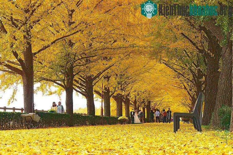 Các cặp đôi không bỏ lỡ cơ hội chụp ảnh cưới dưới tán lá vàng lãng mạn.