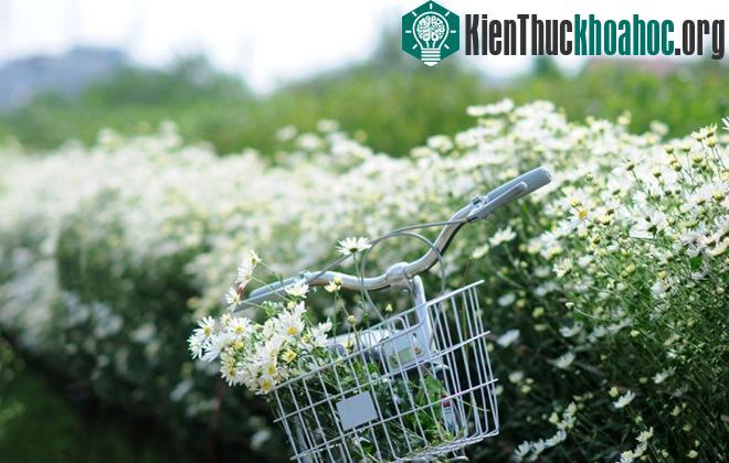 Cúc họa mi báo hiệu mùa đông trên phố Hà Nội