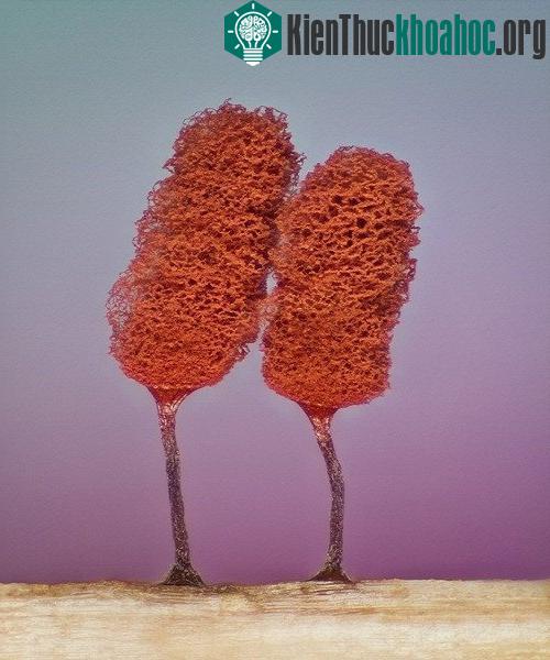 Hai quả thể của mốc nhầy (slime mold) đang phát triển trên cánh đồng (phóng đại 5 lần).