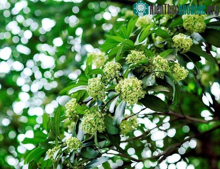 Ngắm hoa sữa mùa thu Hà Nội để mỗi người tìm lại trong tâm hồn mình một khoảnh khắc và chút hương dịu nhẹ dưới tán hoa sữa, nơi con phố đi qua.