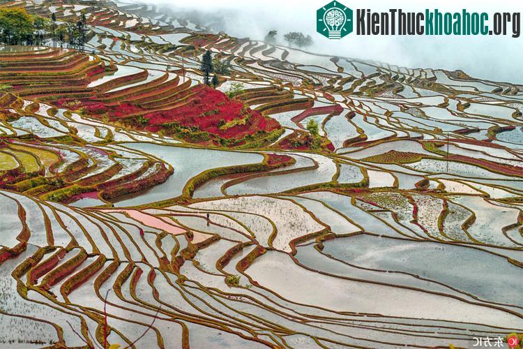 Ở đây thường trồng một vụ trong năm, bắt đầu vào tháng tư và thu hoạch vào tháng 9.