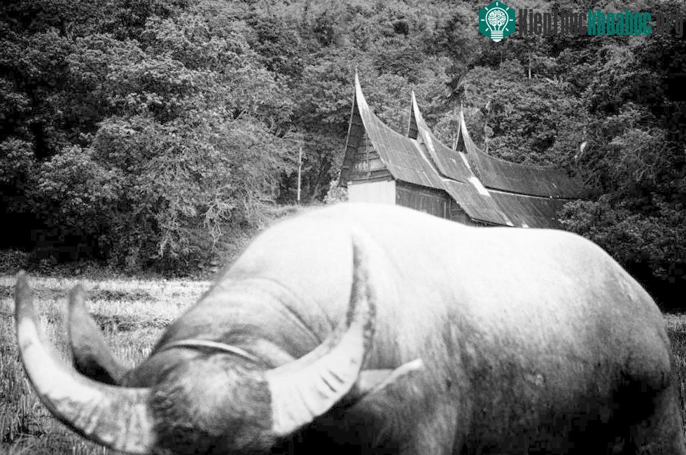 Ngôi nhà của người Minangkabau với những mái hiên cong như hình sừng của con trâu. Nó cho thấy sự gắn bó của cộng đồng này với nông nghiệp mà con trâu nước là biểu tượng rõ rệt nhất.