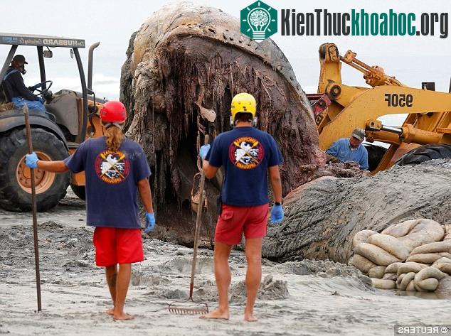 Các nhân viên cứu hộ phải đeo mặt nạ chống độc để tiếp xúc trực tiếp với xác con cá voi khổng lồ đang thối rữa, bị vi khuẩn thâm nhập.