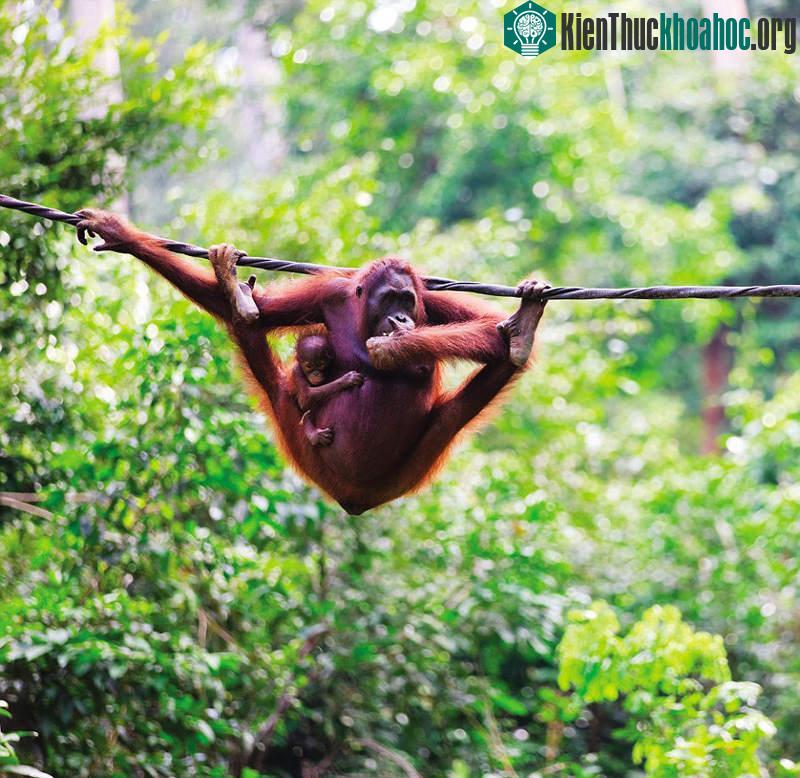 Đười ươi bế con nhỏ trong khi đu dây trong khu bảo tồn động vật hoang dã Thung lũng Danum ở Malaysia.