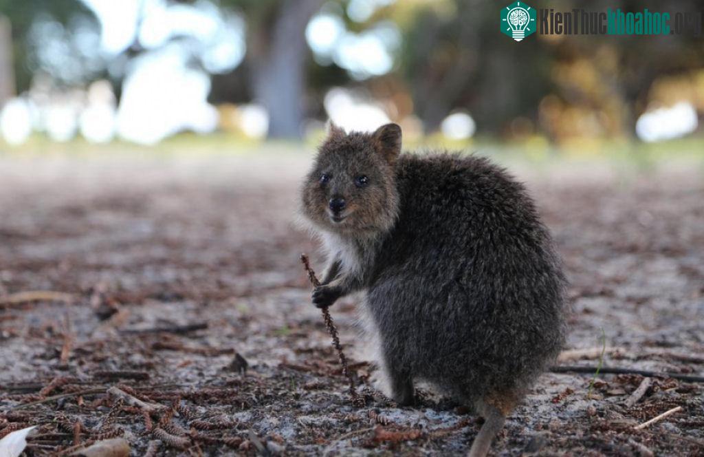 Chú chuột túi Quokka này trông như một nhà hiền triết thông thái.