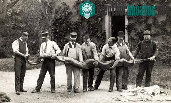 Trăm Nam Mỹ