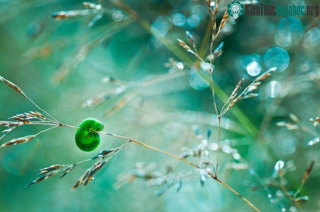 Thế giới côn trùng lung linh huyền ảo ảnh 3