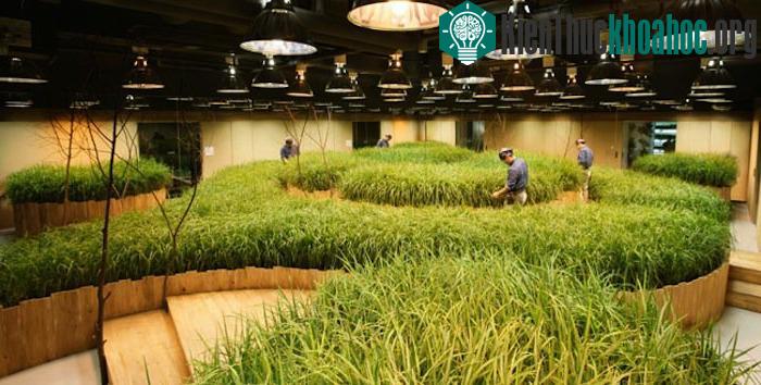 Các nhân viên trong công ty được khuyến khích dành thời gian chăm sóc cho cây. Một số chuyên gia chăm sóc cây sẽ là lực lượng chính đảm bảo cho cây được phát triển tốt.