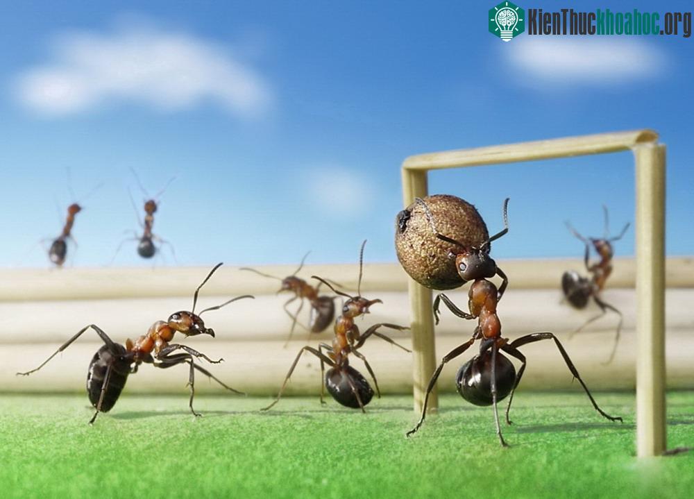 Những bức ảnh kiệt tác về loài kiến khiến bạn kinh ngạc ảnh 3