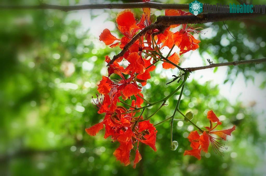 Hình ảnh hoa phượng vĩ tươi thắm gợi nhớ tuổi học trò đầy mơ mộng ảnh 3