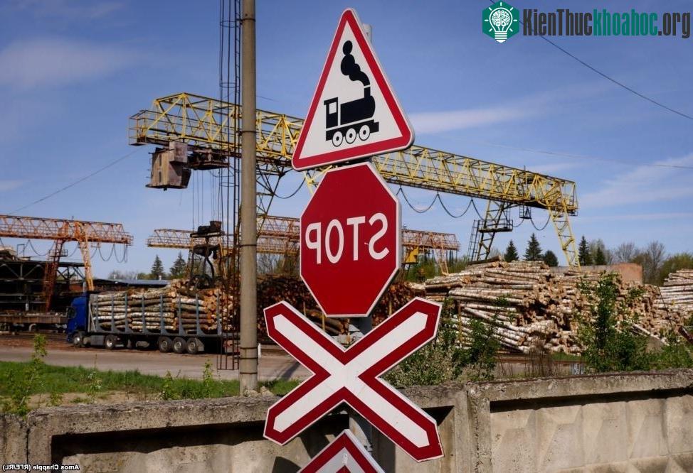 Những chuyến xe lửa chở gỗ này chạy qua "đường hầm" nhiều lần trong một ngày,