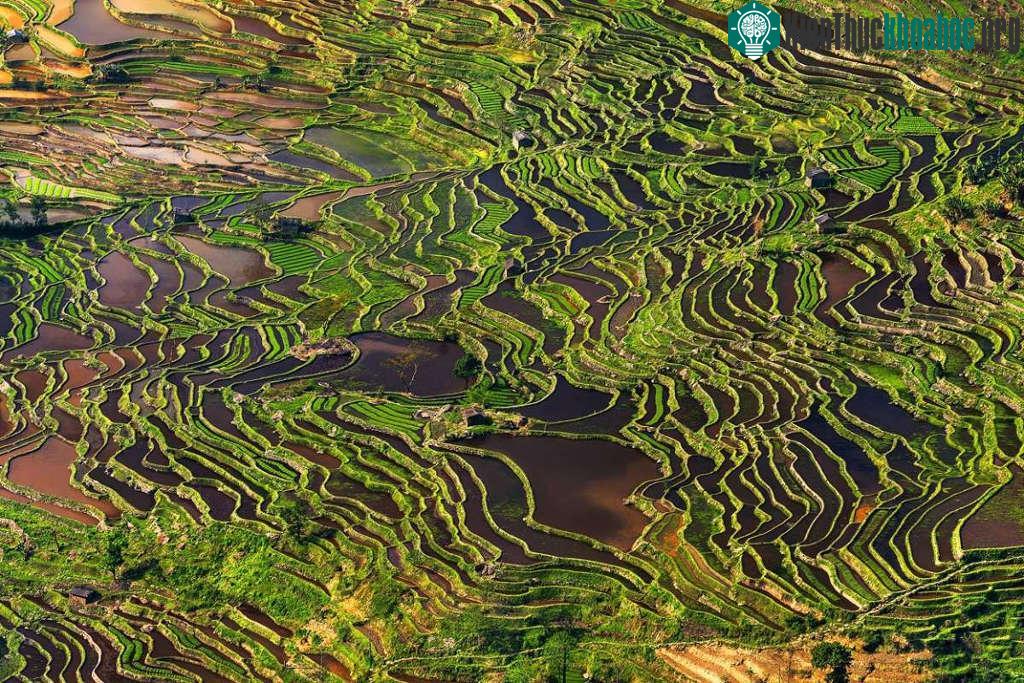 Ruộng bậc thang ở Vân Nam, Trung Quốc