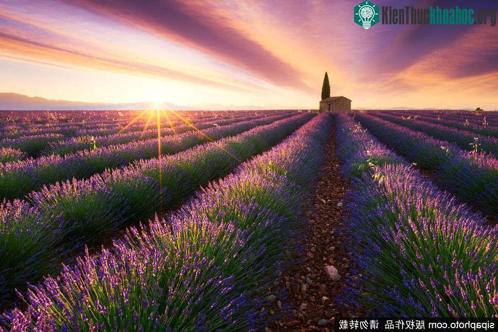 Cánh đồng hoa oải hương ở vùng ngoại ô Paris bung tỏa trong ánh mặt trời.