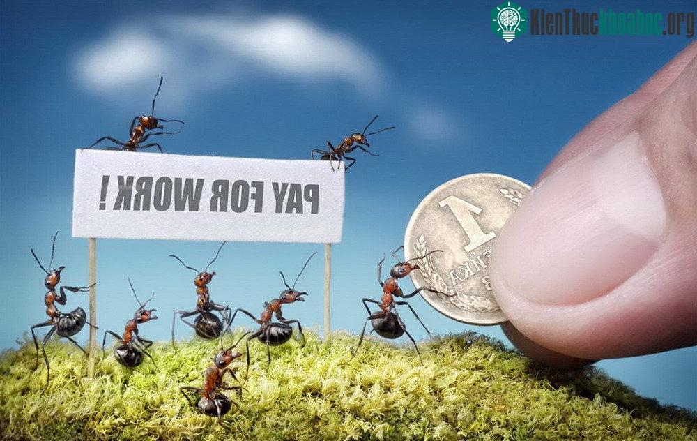 Những bức ảnh kiệt tác về loài kiến khiến bạn kinh ngạc ảnh 32