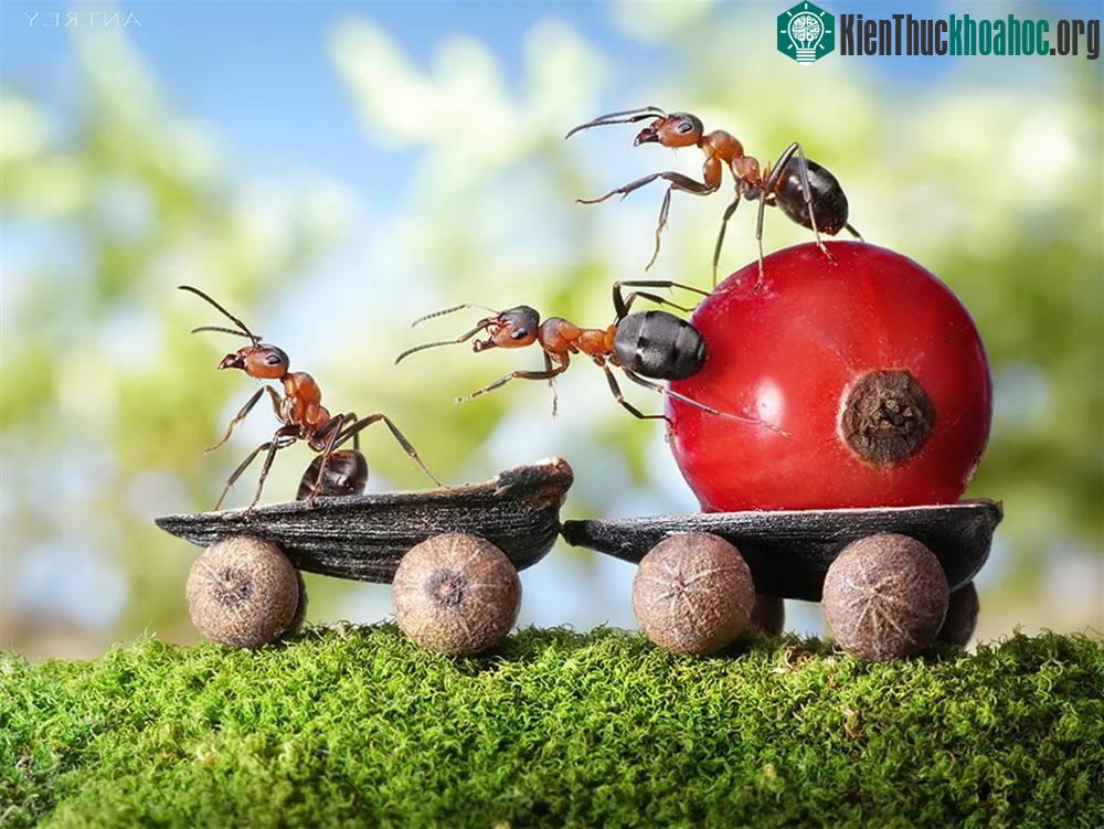 Những bức ảnh kiệt tác về loài kiến khiến bạn kinh ngạc ảnh 39