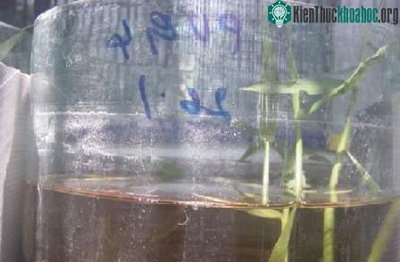 Biết về cá của mình (phần 2) ảnh 4