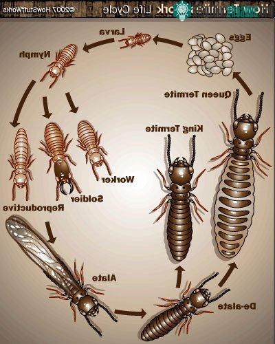Vòng đời sinh trưởng của mối
