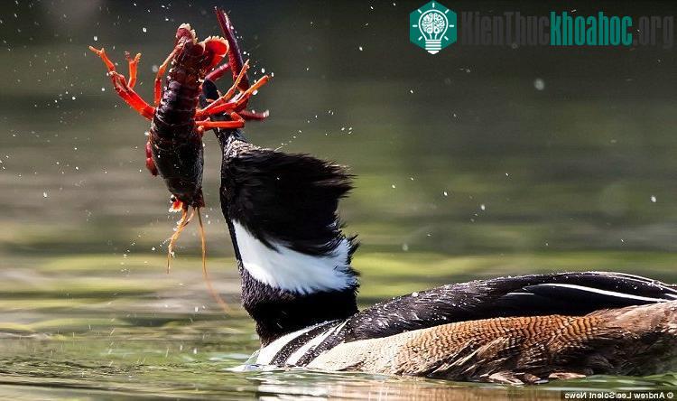 Vịt hoang tìm cách xoay tôm đỏ để có thể nuốt chửng con mồi từ phần đuôi.