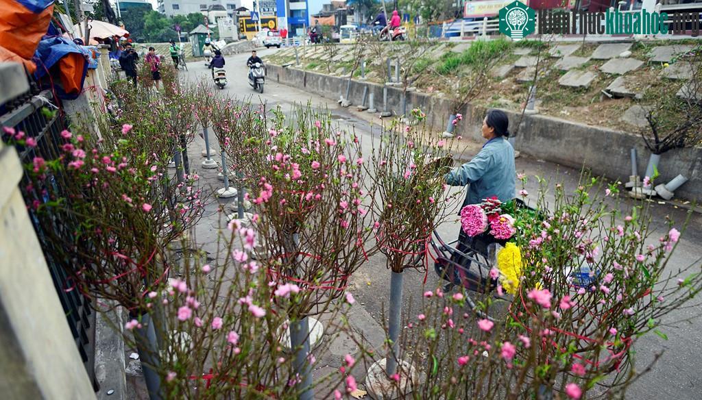 Tại chợ hoa Quảng Bá (quận Tây Hồ) nhiều cảnh đào được bày bán sớm.