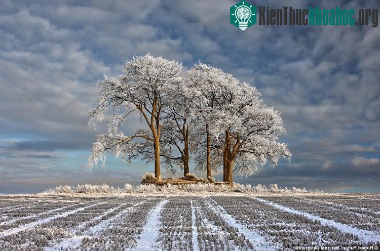 Cánh đồng trở nên thơ mộng với màn tuyết mỏng bao phủ ở Stirlingshire, Scotland.