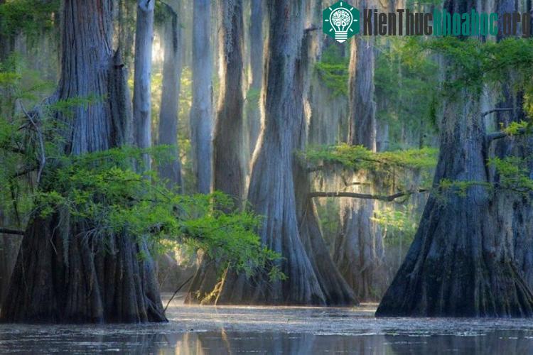 Cây bách ở hồ Caddo, bang Texas, Mỹ.