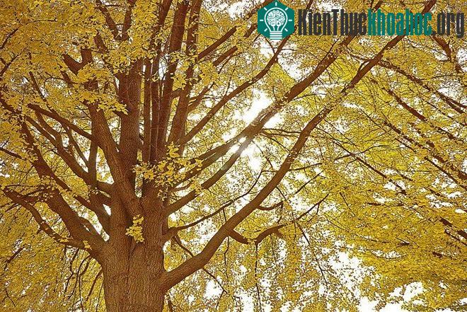 Những cây rẻ quạt, hay còn gọi là bạch quả, có thể sống tới hơn 1.000 năm.