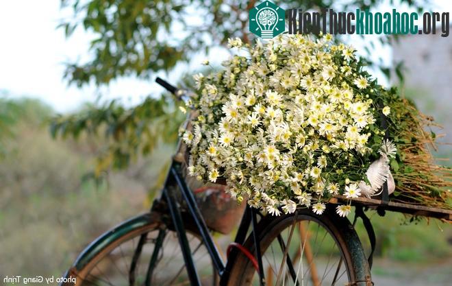 Cúc họa mi báo hiệu mùa đông trên phố Hà Nội