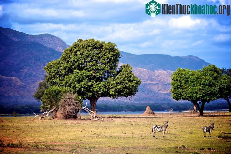 Công viên quốc gia Mana Pools, Zimbabwe