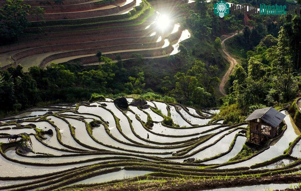 Tận hưởng khung cảnh ruộng bậc thang vào sáng sớm với những đường cong mềm mại, len lỏi trong đó là những làn mây trắng, ánh nắng chói chang buổi bình minh, những mái nhà xinh xắn...và hít hà hương...