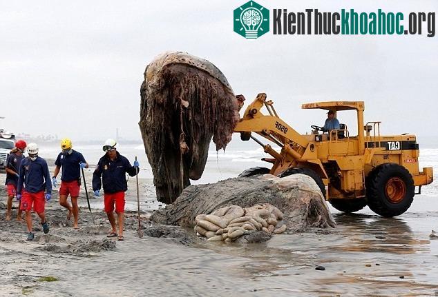 Do bị cắt thành nhiều phần, nội tạng của con cá voi lưng gù xổ hết ra ngoài, nhìn vô cùng đáng sợ.