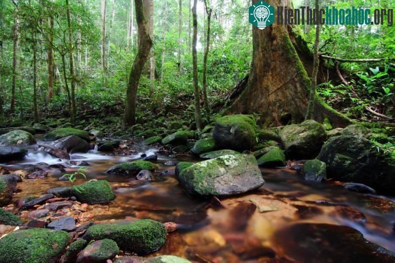 Taman Negara