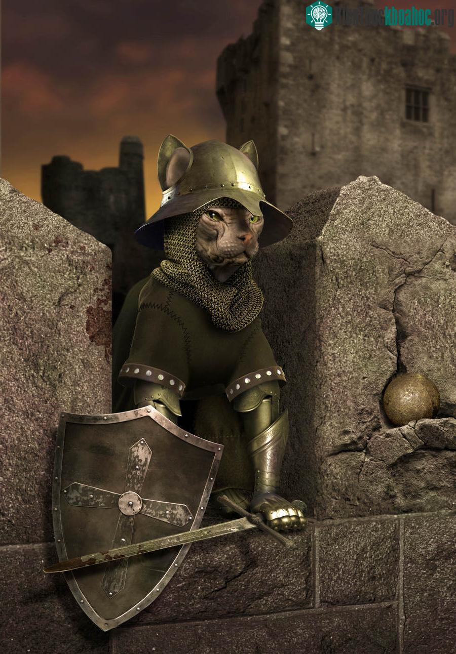 Mèo Sphynx, Imagarth