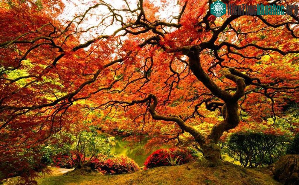 Vẻ lộng lẫy của mùa thu ở Portland, Mỹ.