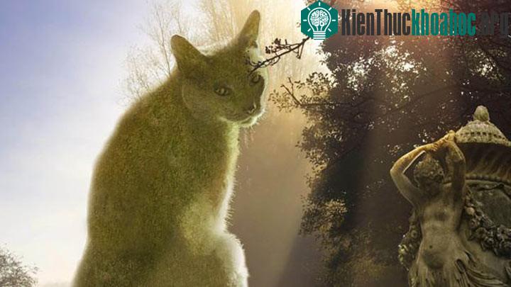 Những chú mèo khổng lồ khiến người xem hoa mắt ảnh 4