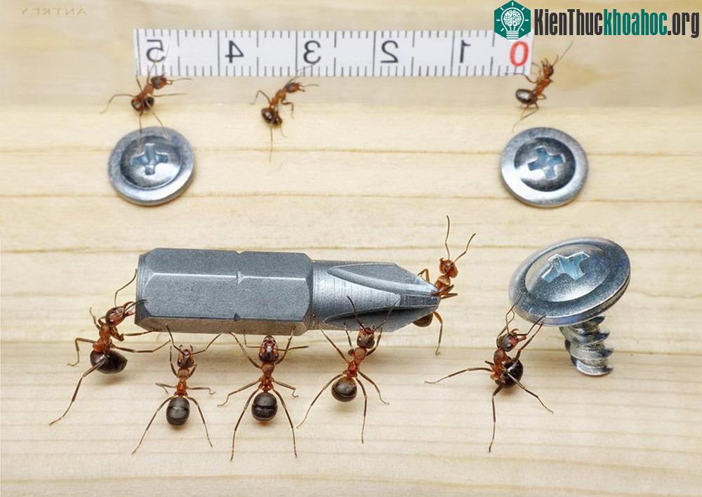 Những bức ảnh kiệt tác về loài kiến khiến bạn kinh ngạc ảnh 4