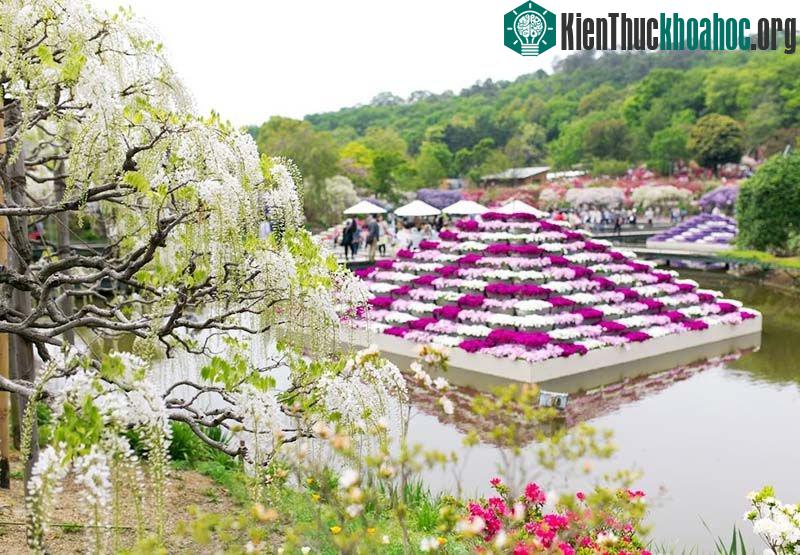 Hoa tử đằng tại công viên Ashikaga