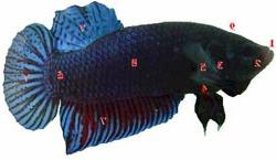 Biết về cá của mình (phần 1) ảnh 5