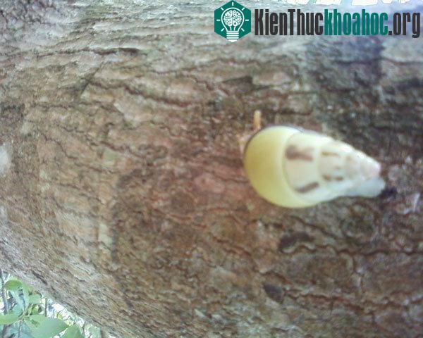 Hình dáng khá đẹp mắt