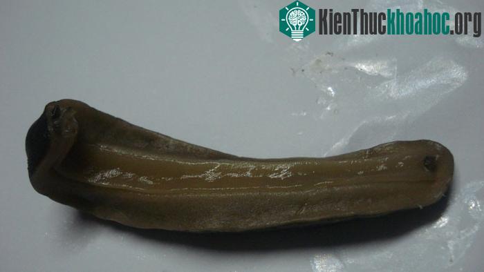 Động vật thân mềm