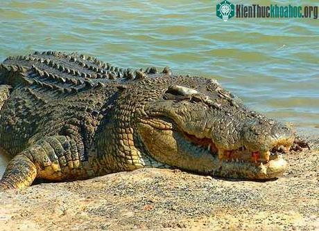 10 loài động vật nguy hiểm nhất hành tinh ảnh 5