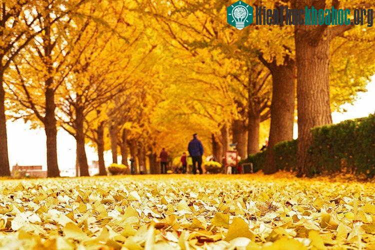 Thảm lá vàng lao xao dưới bước chân du khách, tạo cho bạn cảm giác như lạc vào một bộ phim lãng mạn.