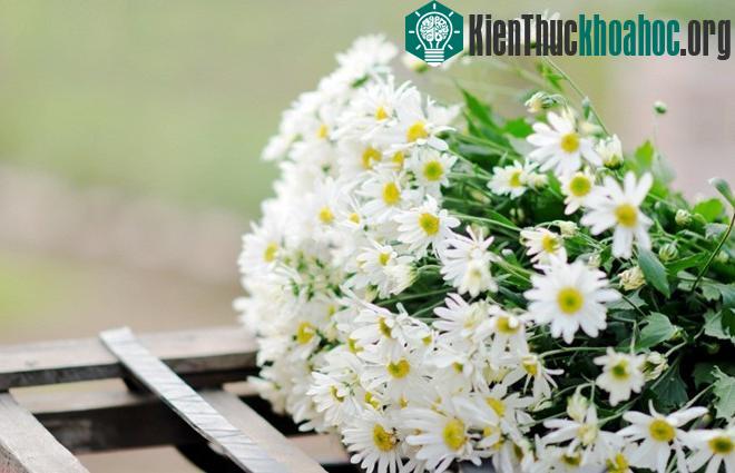 Cúc họa mi báo hiệu mùa đông trên phố Hà Nội