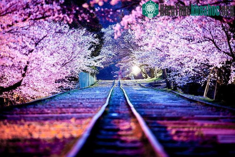 Con đường ngập hoa anh đào đẹp như một bức tranh.
