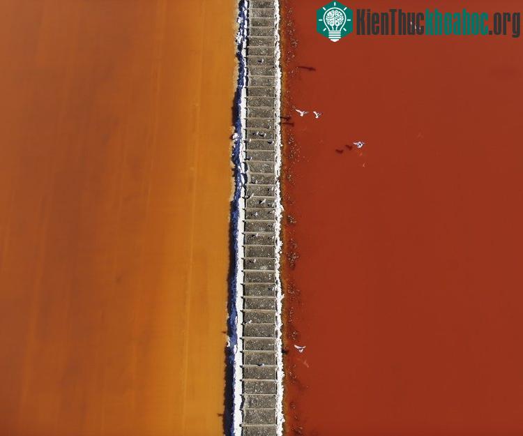 Chim - một bức hình trong loạt ảnh "Salt".