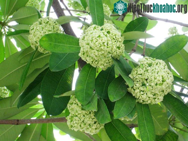 Những chùm hoa sữa đung đưa trong nắng.