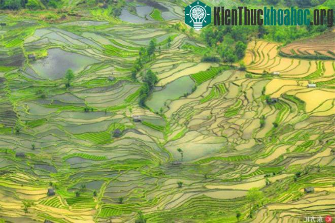 Từ sớm tinh mơ đến đêm, mỗi khoảnh khắc lại thấy cánh đồng mang một vẻ đẹp khác.