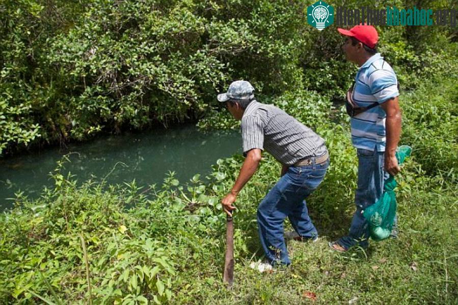 Có rất nhiều gà và chó của người dân địa phương nuôi bị cá sấu săn giết không thương tiếc