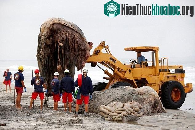 Trong quá trình di chuyển xác cá voi, một chiếc xe máy xúc bị gẫy cần do phần thịt của cá voi quá nặng